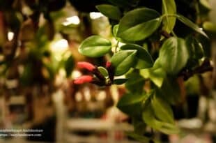 Lipstick Plant