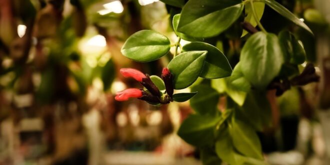 Lipstick Plant