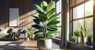 Rubber Plant