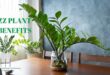 ZZ Plant