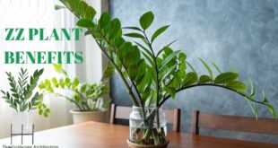 ZZ Plant