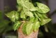 Arrowhead Plant