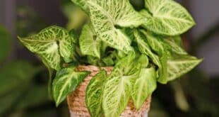 Arrowhead Plant