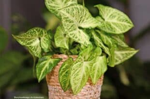 Arrowhead Plant