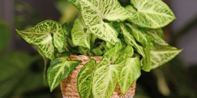 Arrowhead Plant