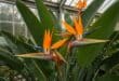 Bird of paradise plant