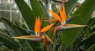 Bird of paradise plant