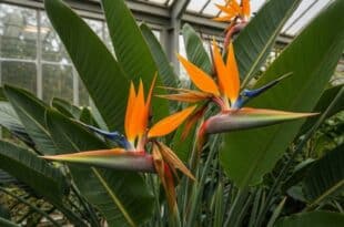 Bird of paradise plant