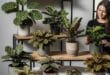 Calathea plant