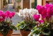 Cyclamen plant
