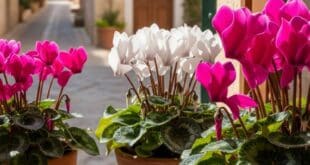 Cyclamen plant