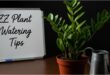 How Often to Water a ZZ Plant
