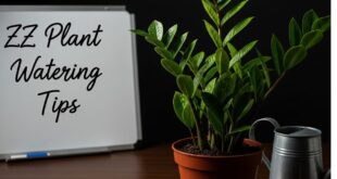 How Often to Water a ZZ Plant