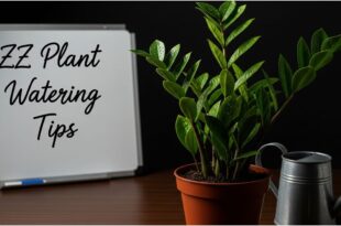 How Often to Water a ZZ Plant