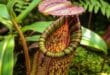 Pithcher plant