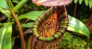 Pithcher plant