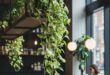 Pothos Plant