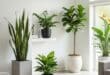 modern decor plants