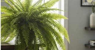 Boston Fern
