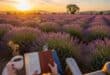 Lavender Plant