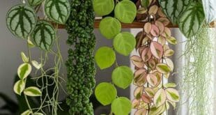 Types of Hoya Plant