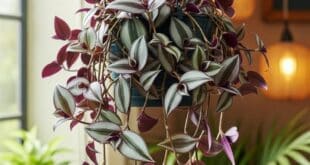 wandering jew plant